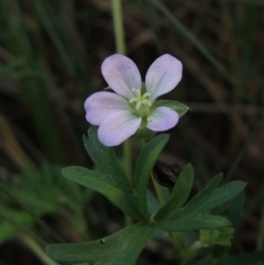 Geranium retrorsum (Grassland Cranesbill) at Greenway, ACT - 22 Apr 2015 by michaelb