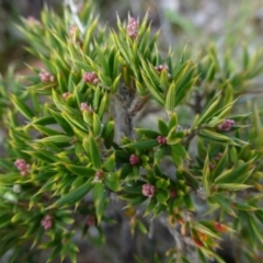 Lissanthe strigosa subsp. subulata (Peach Heath) at Sutton, NSW - 29 Apr 2015 by FranM