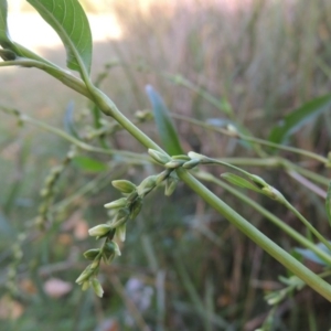 Persicaria hydropiper at Greenway, ACT - 22 Apr 2015