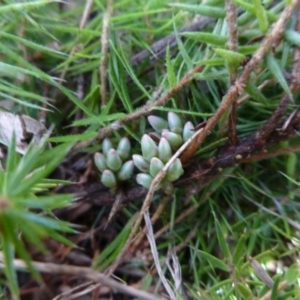 Acrotriche serrulata at Sutton, NSW - 29 Apr 2015