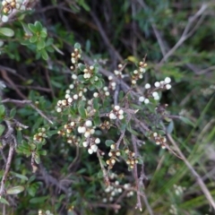 Cryptandra amara (Bitter Cryptandra) at Sutton, NSW - 29 Apr 2015 by FranM