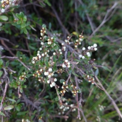 Cryptandra amara (Bitter Cryptandra) at Sutton, NSW - 29 Apr 2015 by FranM