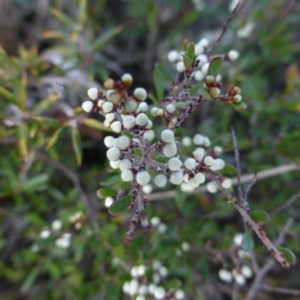 Cryptandra amara at Sutton, NSW - 29 Apr 2015