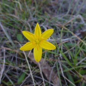 Hypoxis hygrometrica at Sutton, NSW - 29 Apr 2015 11:55 AM