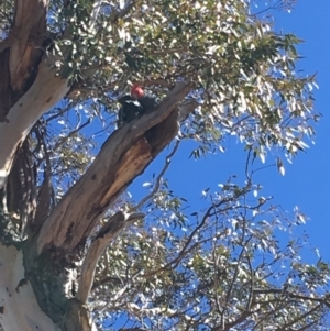 Callocephalon fimbriatum at Hughes, ACT - 16 Sep 2018