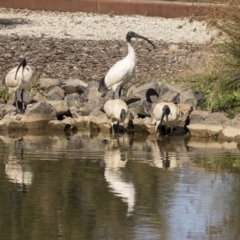 Threskiornis molucca (Australian White Ibis) at Belconnen, ACT - 16 Sep 2018 by Alison Milton