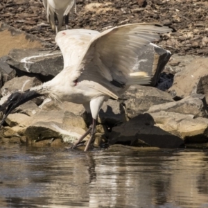 Threskiornis molucca at Belconnen, ACT - 16 Sep 2018