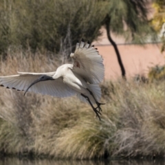 Threskiornis molucca at Belconnen, ACT - 16 Sep 2018