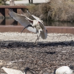 Threskiornis molucca at Belconnen, ACT - 16 Sep 2018 10:42 AM