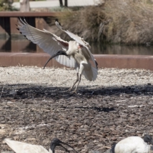 Threskiornis molucca at Belconnen, ACT - 16 Sep 2018