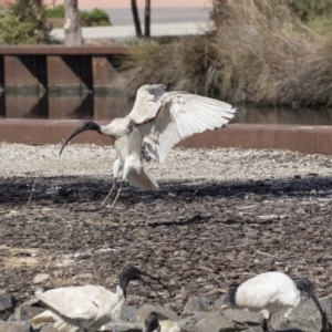 Threskiornis molucca at Belconnen, ACT - 16 Sep 2018