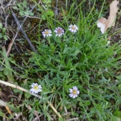 Vittadinia muelleri (Narrow-leafed New Holland Daisy) at Sutton, NSW - 29 Apr 2015 by FranM