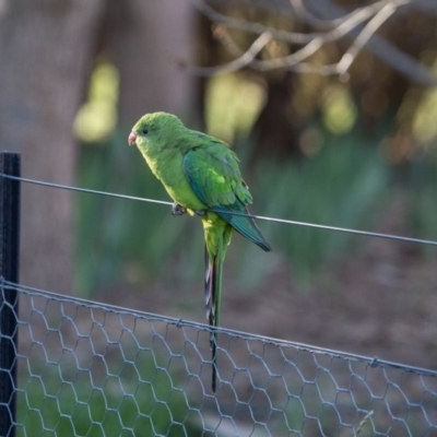 Polytelis swainsonii (Superb Parrot) at Murrumbateman, NSW - 16 Sep 2018 by SallyandPeter