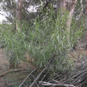 Solanum linearifolium at Majura, ACT - 1 May 2015 09:33 AM