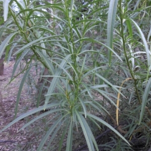 Solanum linearifolium at Majura, ACT - 1 May 2015 09:33 AM