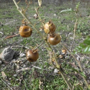 Solanum cinereum at Majura, ACT - 1 May 2015 10:58 AM