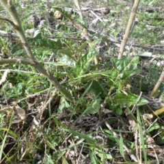 Solanum cinereum at Majura, ACT - 1 May 2015 10:58 AM