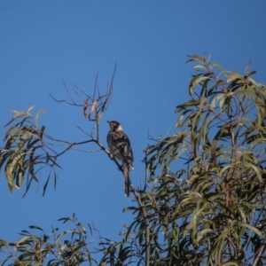 Anthochaera carunculata at Murrumbateman, NSW - 16 Sep 2018