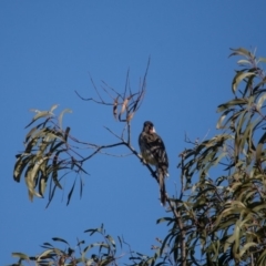 Anthochaera carunculata at Murrumbateman, NSW - 16 Sep 2018