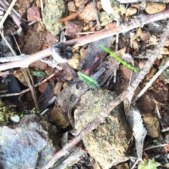 Caladenia actensis (Canberra Spider Orchid) at Hackett, ACT by AaronClausen