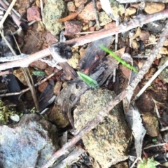 Caladenia actensis (Canberra Spider Orchid) at Hackett, ACT - 2 May 2015 by AaronClausen