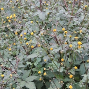 Bidens pilosa at Banks, ACT - 2 May 2015