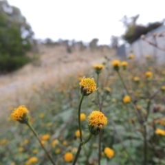 Bidens pilosa at Banks, ACT - 2 May 2015