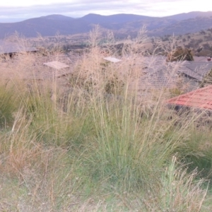 Eragrostis curvula at Banks, ACT - 2 May 2015 06:44 PM