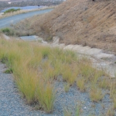 Eragrostis curvula at Banks, ACT - 2 May 2015 06:44 PM