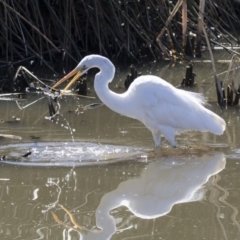 Ardea alba (Great Egret) at Belconnen, ACT - 16 Sep 2018 by AlisonMilton