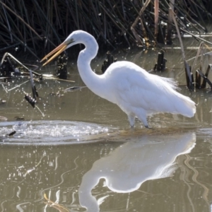 Ardea alba at Belconnen, ACT - 16 Sep 2018