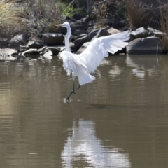 Ardea alba at Belconnen, ACT - 16 Sep 2018 11:27 AM