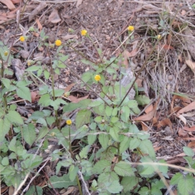 Bidens pilosa (Cobbler's Pegs, Farmer's Friend) at Banks, ACT - 2 May 2015 by MichaelBedingfield