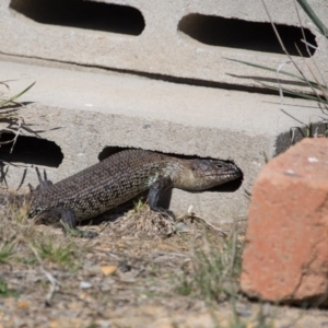 Egernia cunninghami at Murrumbateman, NSW - 14 Sep 2018