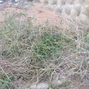 Bidens pilosa at Banks, ACT - 2 May 2015