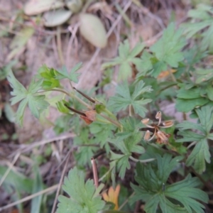 Geranium sp. Pleated sepals (D.E.Albrecht 4707) Vic. Herbarium at Banks, ACT - 2 May 2015