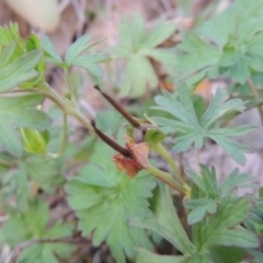 Geranium sp. Pleated sepals (D.E.Albrecht 4707) Vic. Herbarium at Banks, ACT - 2 May 2015