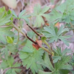 Geranium sp. Pleated sepals (D.E.Albrecht 4707) Vic. Herbarium at Banks, ACT - 2 May 2015