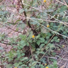 Bidens pilosa (Cobbler's Pegs, Farmer's Friend) at Banks, ACT - 2 May 2015 by MichaelBedingfield