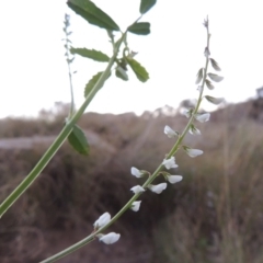 Melilotus albus (Bokhara) at Paddys River, ACT - 28 Apr 2015 by MichaelBedingfield