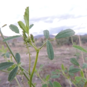 Melilotus albus at Paddys River, ACT - 28 Apr 2015 06:55 PM