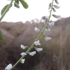 Melilotus albus at Paddys River, ACT - 28 Apr 2015 06:55 PM