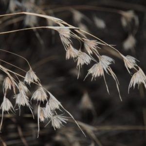 Themeda triandra at Paddys River, ACT - 28 Apr 2015 07:11 PM