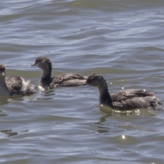 Poliocephalus poliocephalus (Hoary-headed Grebe) at Belconnen, ACT - 16 Sep 2018 by Alison Milton