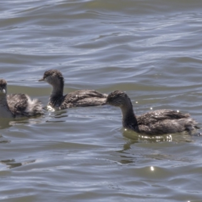 Poliocephalus poliocephalus (Hoary-headed Grebe) at Belconnen, ACT - 16 Sep 2018 by AlisonMilton
