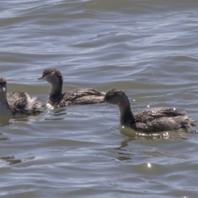 Poliocephalus poliocephalus (Hoary-headed Grebe) at Belconnen, ACT - 16 Sep 2018 by Alison Milton