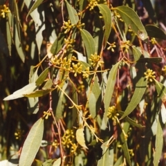 Eucalyptus dives (Broad-leaved Peppermint) at Conder, ACT - 5 Mar 2000 by MichaelBedingfield