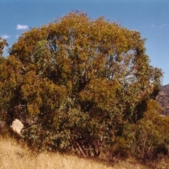 Eucalyptus dives at Tuggeranong Hill - 5 Mar 2000 12:00 AM