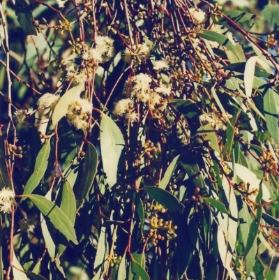 Eucalyptus dives (Broad-leaved Peppermint) at Conder, ACT - 29 Jul 2000 by MichaelBedingfield