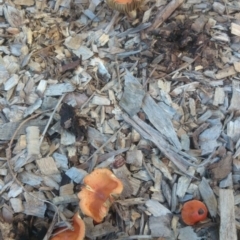 Leratiomyces ceres (Red Woodchip Fungus) at Acton, ACT - 4 May 2015 by TimYiu